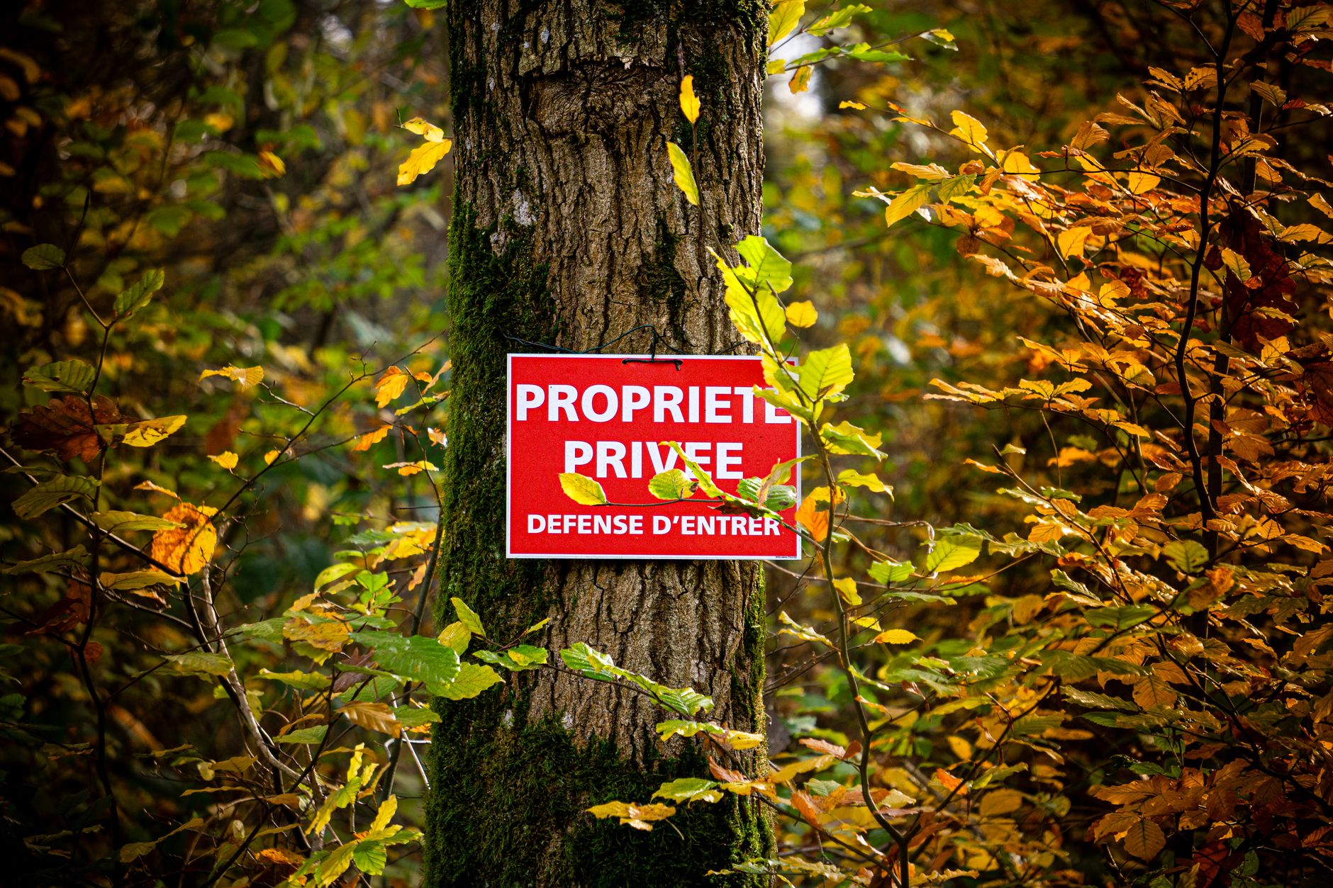 Détective privé à 